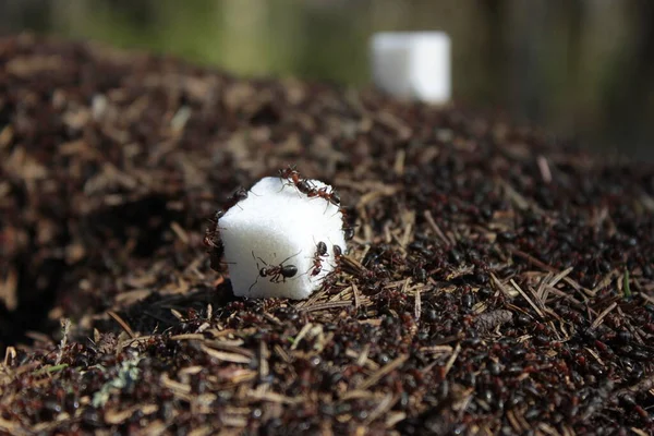 Ormanda şeker yiyen karıncalar