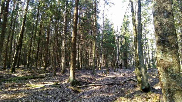 Frühling Sonniger Wald Mit Schatten — Stockfoto