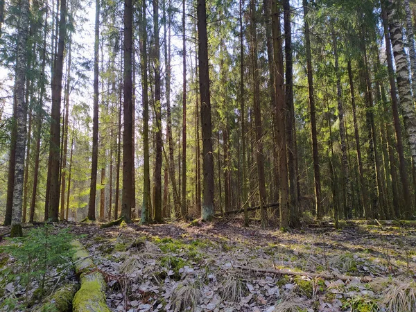 Frühling Sonniger Wald Mit Schatten — Stockfoto