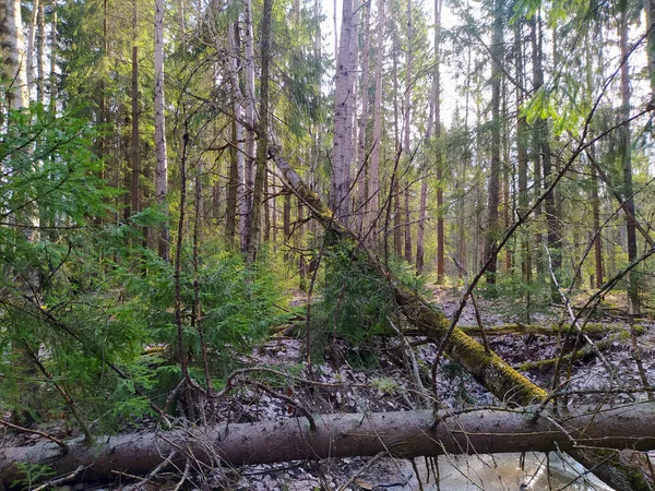 Весенний Лес Упавшими Деревьями — стоковое фото