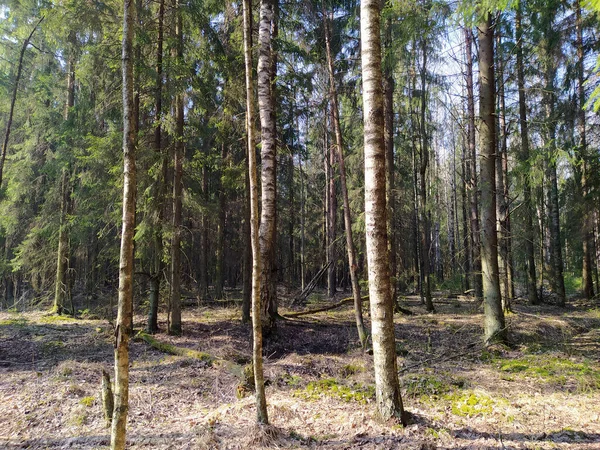 Jarní Slunečný Les Qith Stíny — Stock fotografie