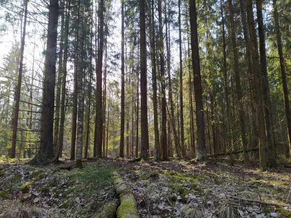 Jarní Slunečný Les Qith Stíny — Stock fotografie