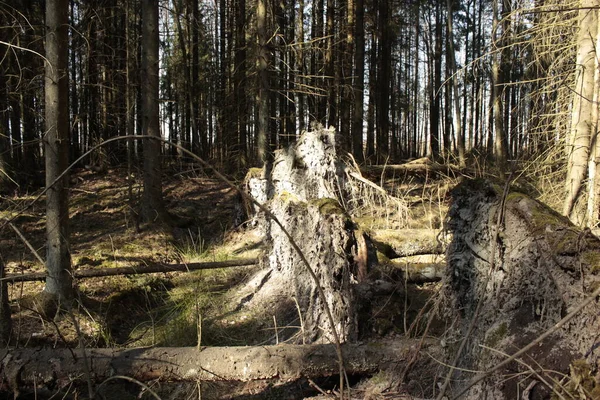 Frühjahrswald Mit Umgestürzten Bäumen — Stockfoto