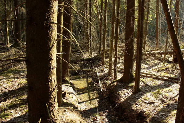 Vårskog Med Pöl Och Gräs — Stockfoto