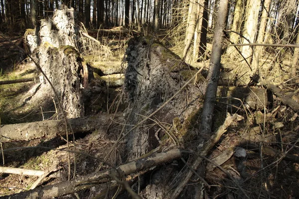 Devrilmiş ağaçlı bahar ormanı