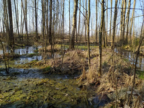 Forêt Printanière Avec Flaque Herbe — Photo