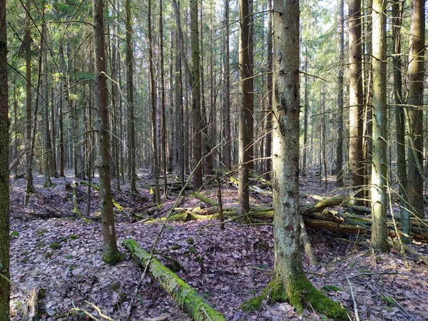 Frühling Sonniger Wald Mit Schatten — Stockfoto