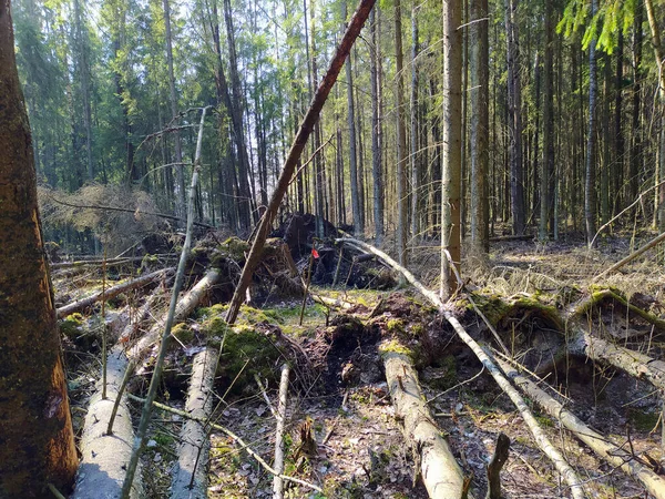 Devrilmiş ağaçlı bahar ormanı