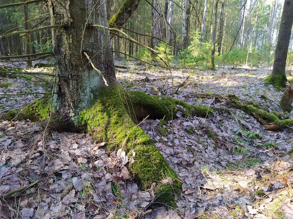 Baum Mit Dicken Wurzeln Und Moos — Stockfoto