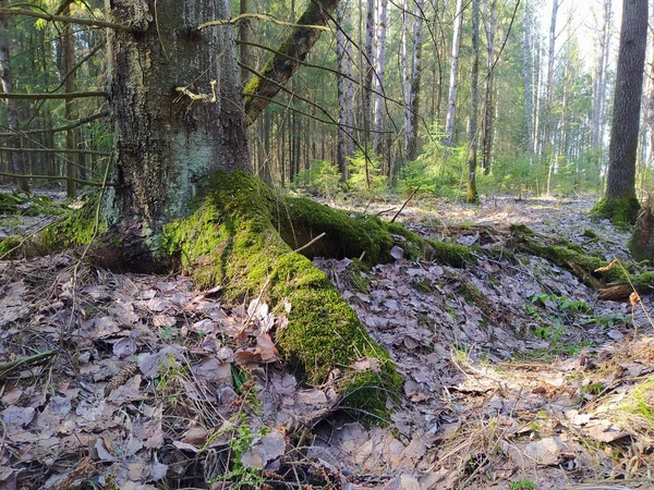 太い根と苔の木 — ストック写真