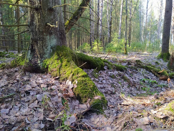 Árbol Con Raíces Gruesas Musgo —  Fotos de Stock