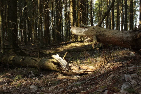 Bosque Primavera Con Árboles Caídos —  Fotos de Stock