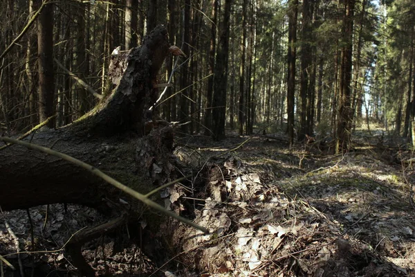 Bosque Primavera Con Árboles Caídos —  Fotos de Stock