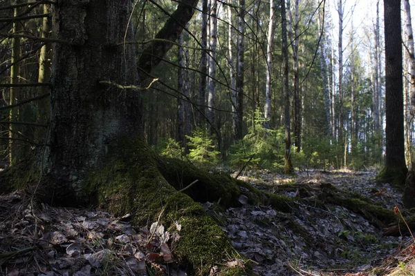 Strom Silnými Kořeny Mechem — Stock fotografie