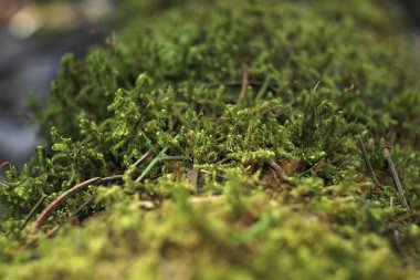 Yaşlı ağaçta yeşil yosun