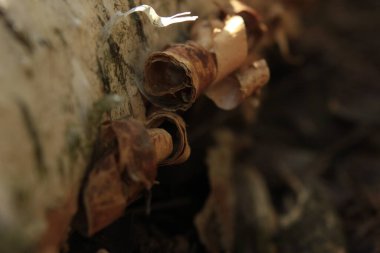 Macro kabuğu gölgede kıvrılır