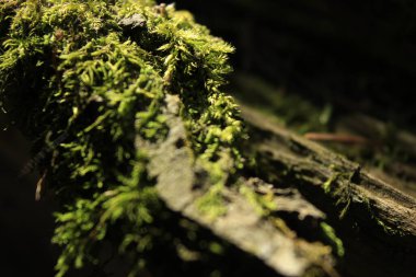 Yaşlı ağaçta yeşil yosun