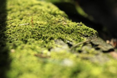 Yaşlı ağaçta yeşil yosun