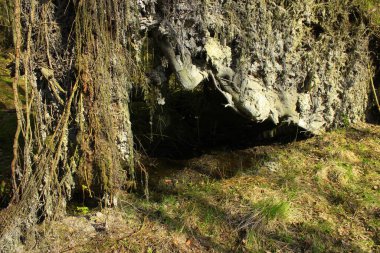 Kökleri dışarıda devrilmiş büyük bir ağaç