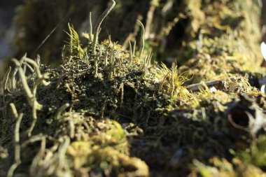 İlkbaharda büyüyen Macro bitkisi