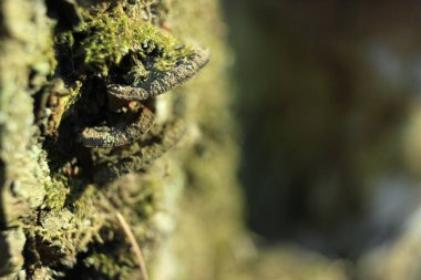 Ağaçtaki mantarları kapat.