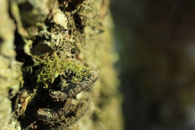 Ağaçtaki mantarları kapat.