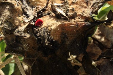 Bahar ormanında makro kırmızı böcek