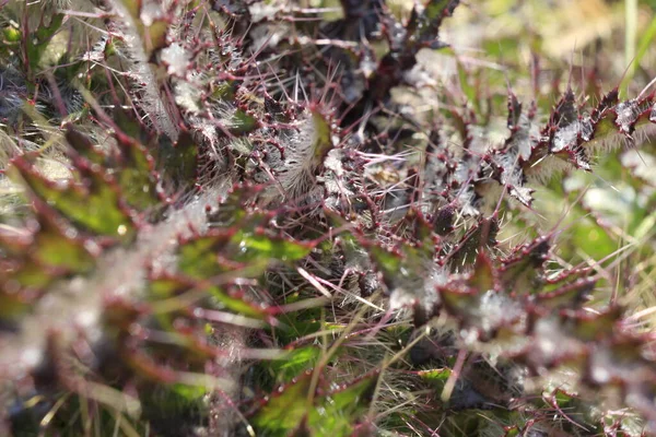 Bahar ormanlarında yetişen mor bitki.