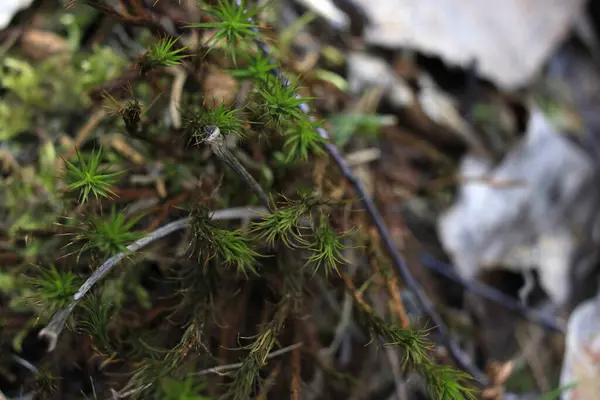 Yerde büyüyen küçük yeşil bitkiler