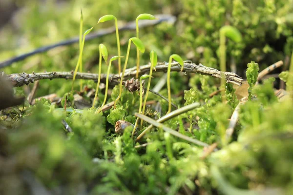 Makrouprawy Roślin Zielonych Lasach Wiosennych — Zdjęcie stockowe