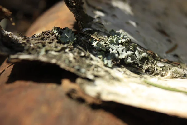 Havla ve güneşte yosun tut