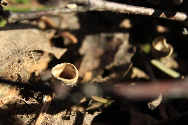 Ormanda makro yaşam