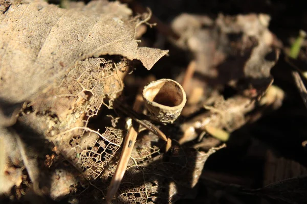 Ormanda makro yaşam