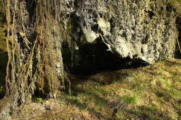 Fallen Big Tree Roots — Stock Photo, Image