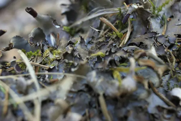 Bahar ormanında küçük parçalar