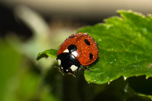 Ladybug on a leaf — Stock Photo, Image