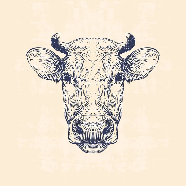 Tête de vache, dessin à la main illustration vintage — Image vectorielle