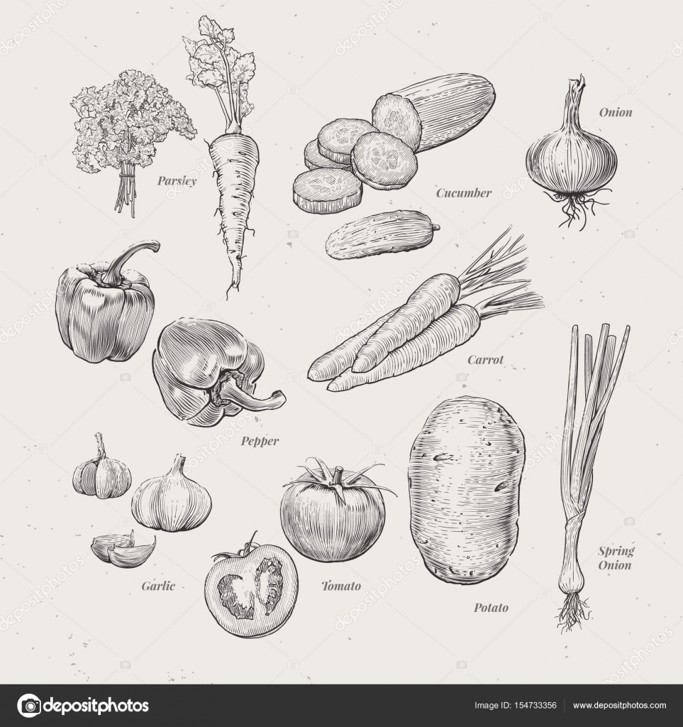 Image vectorielle Illustrations vintage de la collection de légumes par  ©blauananas - 154733356, image size:1600x1700