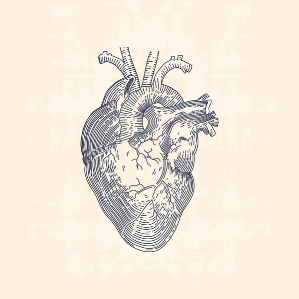 Illustration de dessin de ligne vintage de coeur humain — Image vectorielle