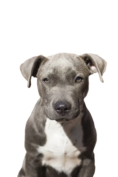 Lindo pit bull terrier cachorro sentado sobre un fondo blanco . —  Fotos de Stock