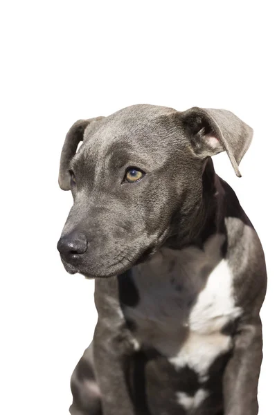 Bonito pit bull terrier filhote de cachorro sentado em um fundo branco . — Fotografia de Stock