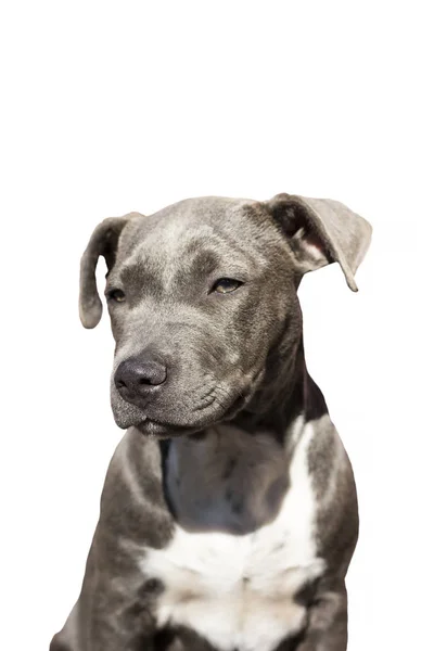 Lindo pit bull terrier cachorro sentado sobre un fondo blanco . — Foto de Stock