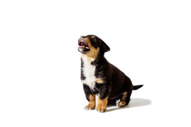 Beyaz arka plan üzerinde köpek yavrusu