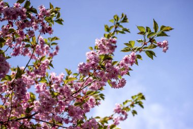Ağaçtaki pembe çiçekler