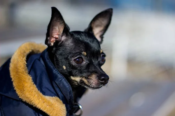 Pequeña chaqueta de perro frío en el invierno . — Foto de Stock