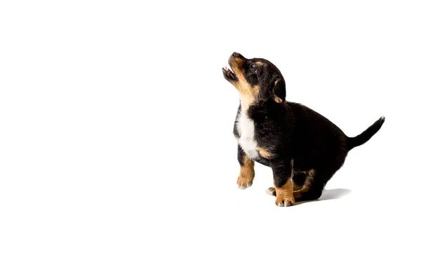 Malé štěně na bílém pozadí — Stock fotografie