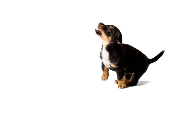 Pequeño cachorro sobre fondo blanco — Foto de Stock