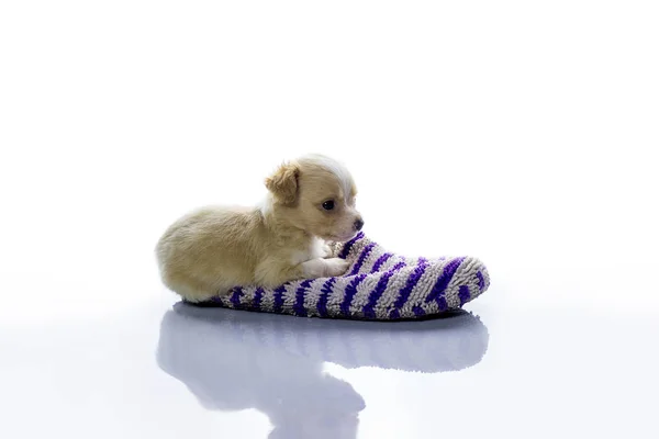 Маленькая собачка лежит в тапочке — стоковое фото