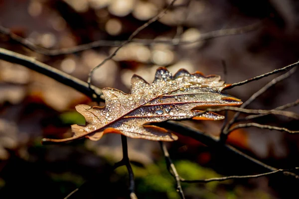 Gelbe Blätter im herbstlichen Wald — Stockfoto