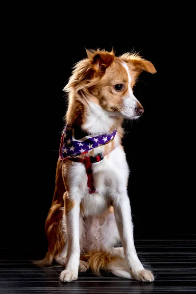 Schöner Rotschopf mit einem weißen Hund — Stockfoto